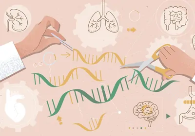 Diagram of the Cre-loxP system showing DNA recombination sites and gene editing process in mouse models